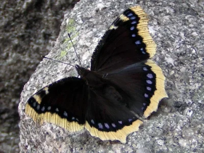 Nymphalis (Nymphalis) antiopa