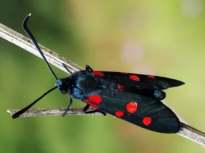 Zygaena (Zygaena) angelicae