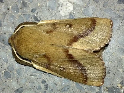 Lasiocampa (Pachygastria) trifolii