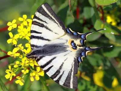 Iphiclides podalirius