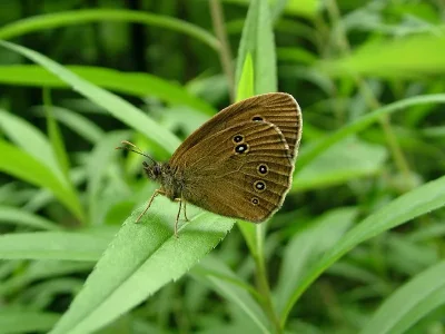 Aphantopus hyperantus