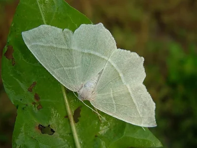 Campaea margaritaria