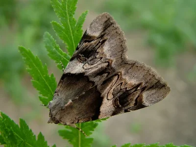 Catocala fulminea