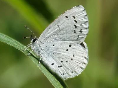 Celastrina (Celastrina) argiolus