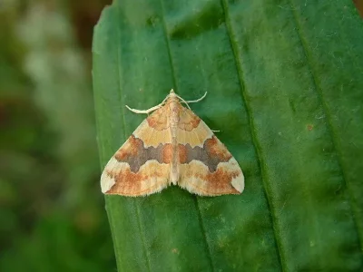 Cidaria fulvata