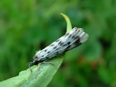 Coscinia cribraria