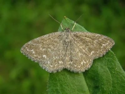 Scopula (Scopula) immorata