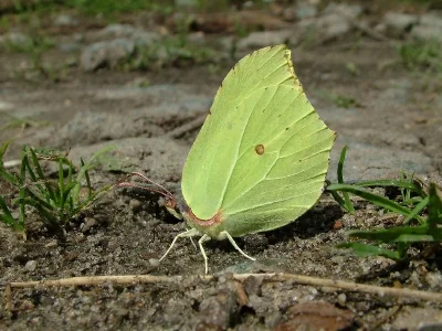 Gonepteryx rhamni