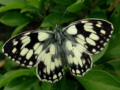 Melanargia (Melanargia) galathea