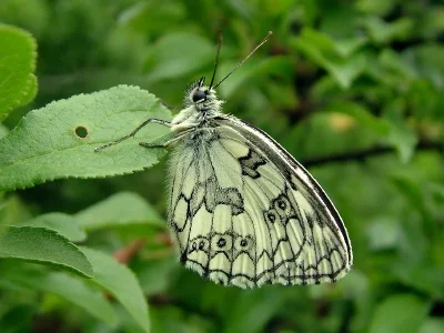 Melanargia (Melanargia) galathea