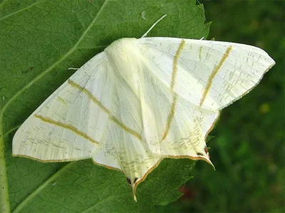 Ourapteryx sambucaria