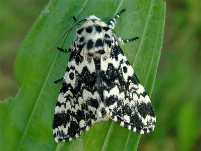 Panthea coenobita