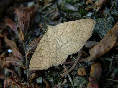 Paracolax tristalis