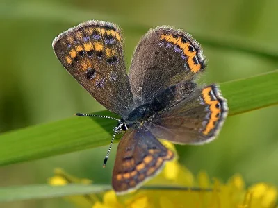 Lycaena (Helleia) helle