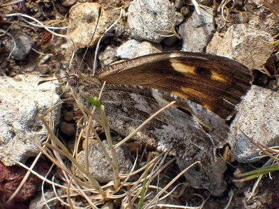 Hipparchia (Parahipparchia) maderensis