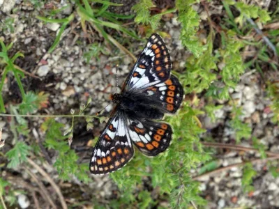Euphydryas (Hypodryas) cynthia