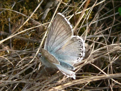 Polyommatus (Lysandra) coridon