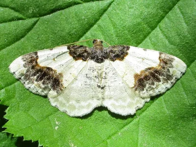 Ligdia adustata