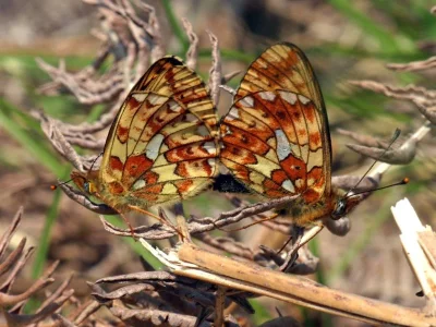 Boloria (Clossiana) euphrosyne