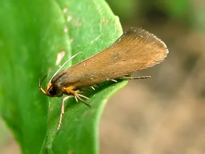 Crassa unitella