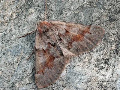Adalbertia castiliaria