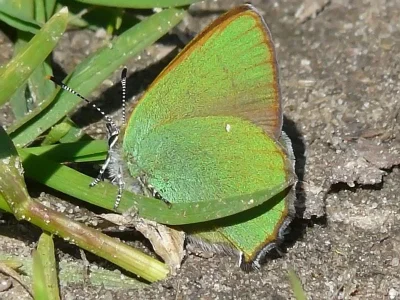 Callophrys (Callophrys) rubi