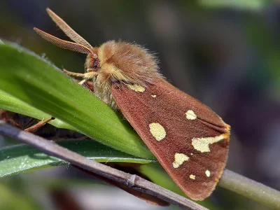 Arctia aulica