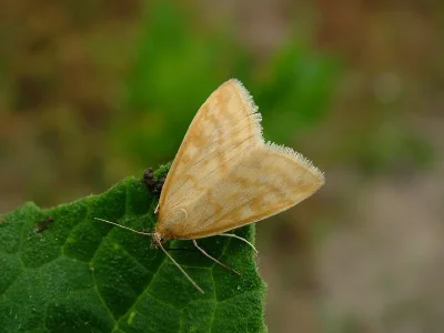 Sitochroa verticalis