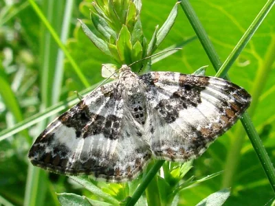 Epirrhoe rivata