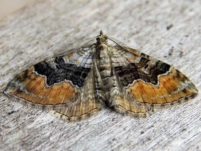Xanthorhoe quadrifasiata