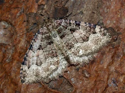 Triphosa dubitata
