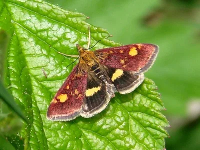 Pyrausta aurata