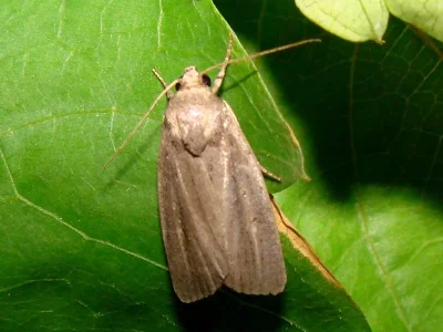 Athetis (Proxenus) hospes