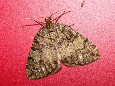 Hydriomena furcata