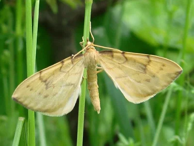Gandaritis pyraliata