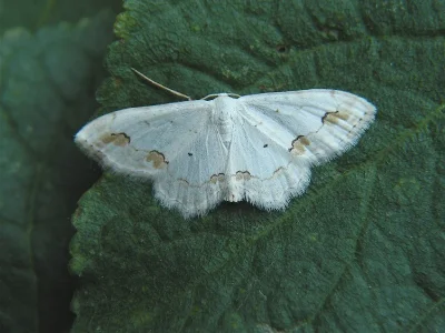 Scopula (Scopula) orientalis
