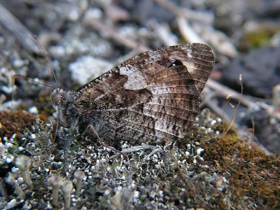 Hipparchia (Parahipparchia) semele