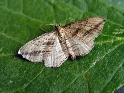 Orthonama vittata