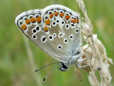 Aricia (Aricia) agestis