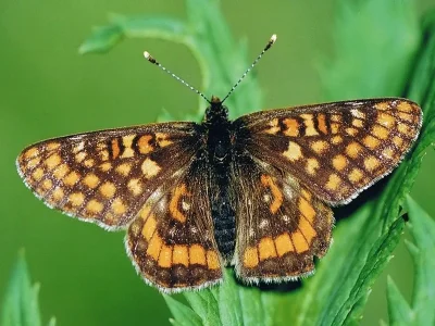 Euphydryas intermedia