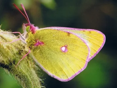 Colias palaeno