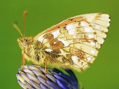 Boloria (Boloria) napaea