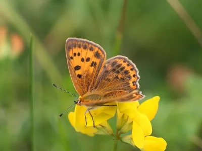 Lycaena (Heodes) virgaureae