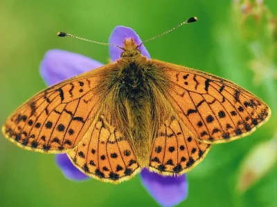 Boloria (Boloria) pales