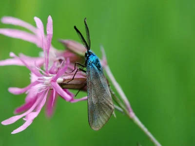 Adscita (Adscita) statices