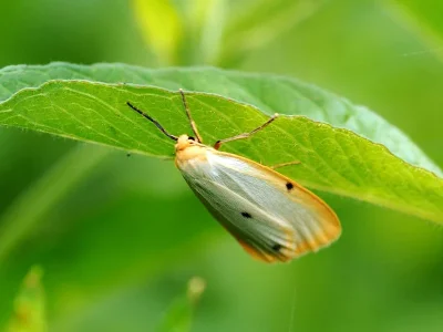 Cybosia mesomella