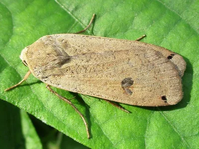 Noctua pronuba