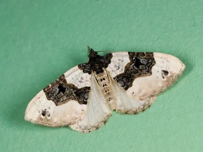 Cosmorhoe ocellata