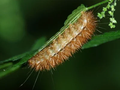 Spilarctia (Spilarctia) lutea