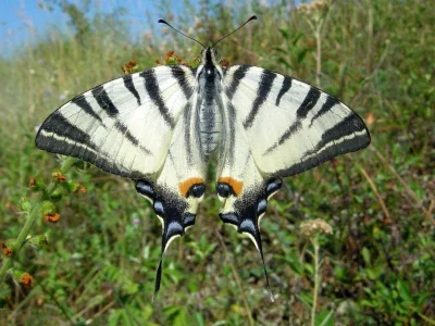 Iphiclides podalirius